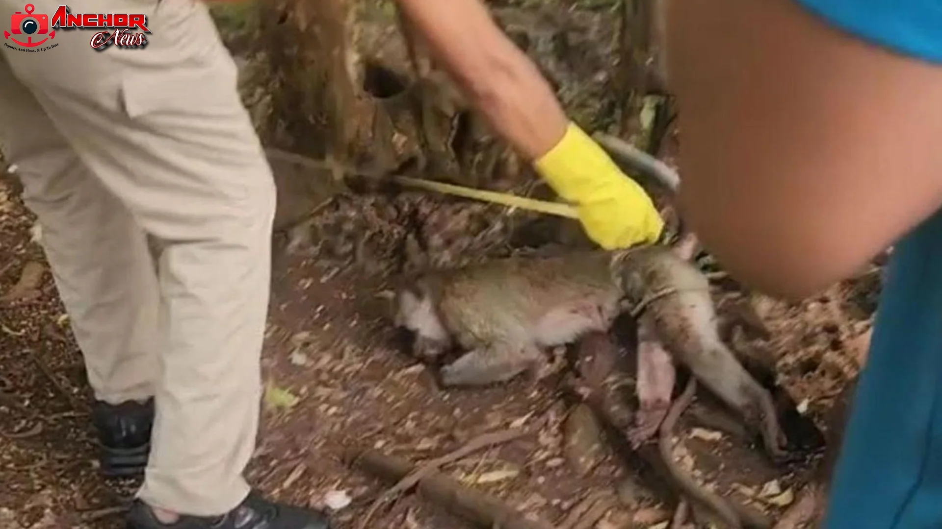 Pemilik Monyet Bunuh Satwa Usai Serang Brutal Balita 5 Tahun di Pamekasan